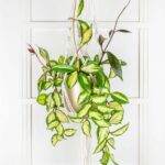 13 beautiful beginner-friendly hoya varieties to collect
