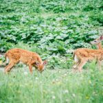 200+ Deer-Resistant Plants and Flowers to Fawn Over
