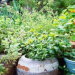 29 perennial herbs you can plant once and enjoy for years