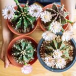 9 cactus varieties with amazing flowers: blooming houseplants you’ll love