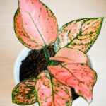 Aglaonema varieties to swoon over: 35 stunning Chinese evergreen plants