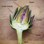 Anatomy of an artichoke