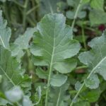 Broccoli leaves are edible: benefits and tips