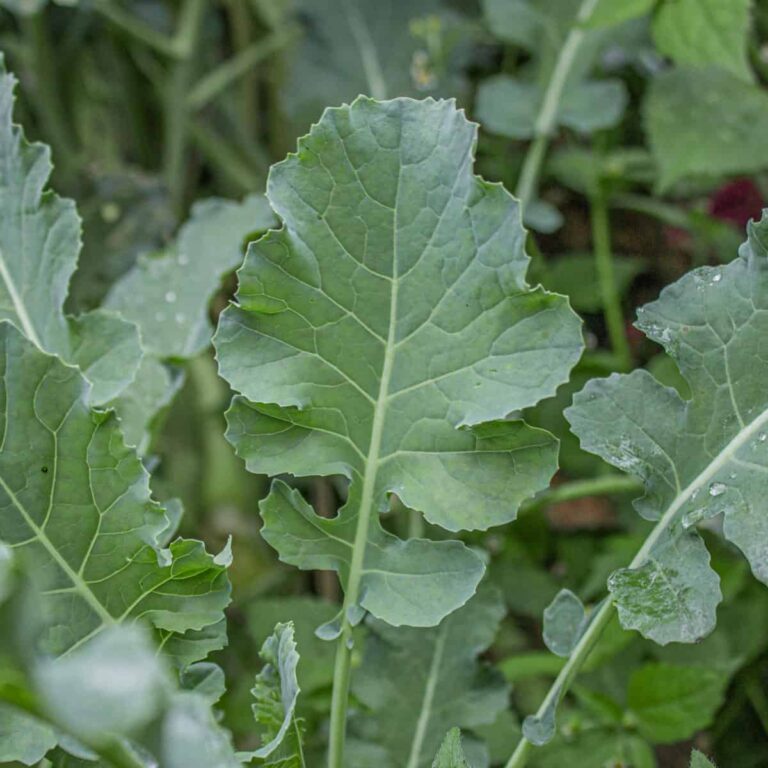 Broccoli leaves are edible: benefits and tips - Paul Sarnowski