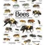Easy bee identification: a visual guide to 16 types of bees in your backyard