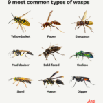 Easy wasp identification: a visual guide to 19 common types