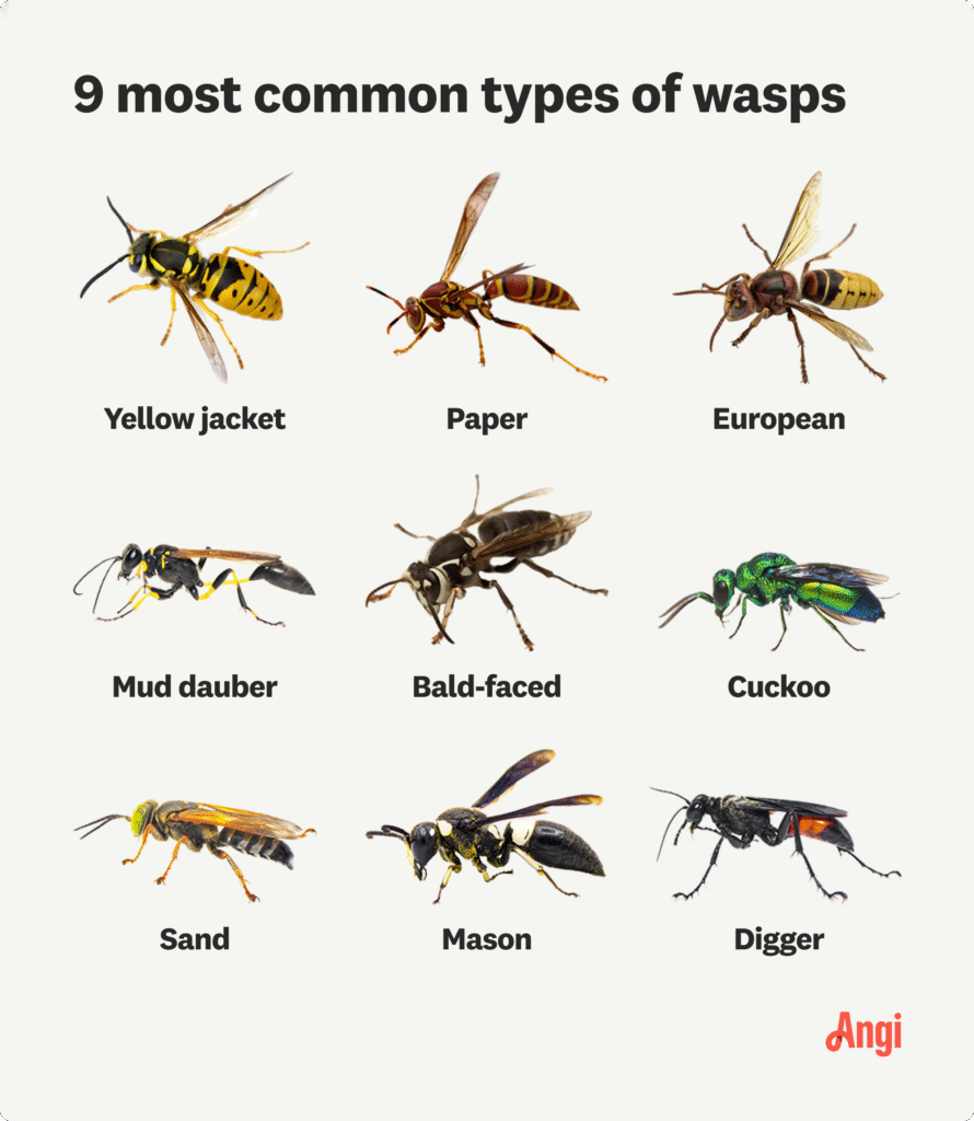 Garden pest troubleshooting: identify damage before you spray