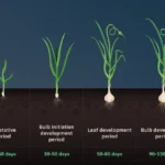 How I grow garlic for big yields every year