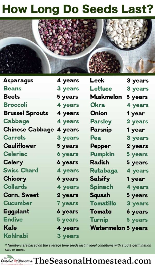 Indoor seed starting guide: trays, light, water, and transplant timing