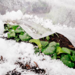 How to cheat winter so you can grow vegetables without a greenhouse