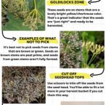 How to Gather Fennel Pollen to Use as a Delicious Spice