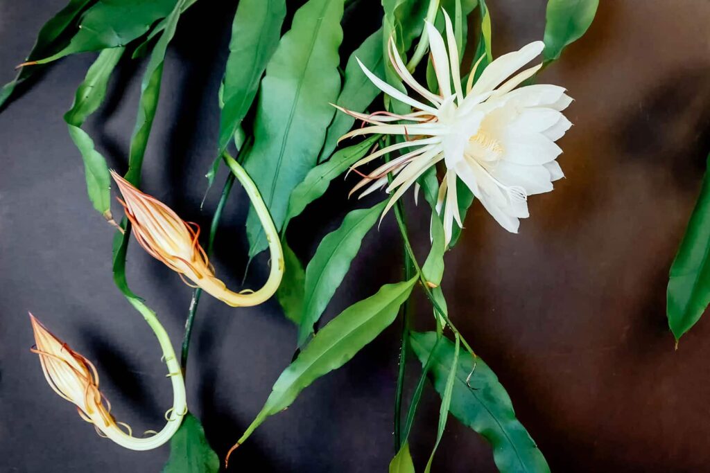 How to get Epiphyllum (Orchid Cactus) to bloom abundantly
