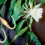 How to get Epiphyllum (Orchid Cactus) to bloom abundantly
