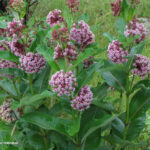How to grow milkweed (and avoid these common mistakes)