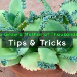 How to grow Mother of Thousands: a unique succulent that sows itself