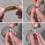 How to harvest milkweed seeds and remove the fluff (in 10 seconds!)