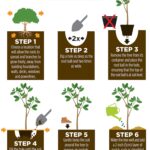 How to plant a strawberry patch from bare roots