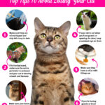 How to Stop Cats from Turning Your Garden Into Their Litter Box