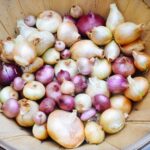 Onions can store up to a year if you cure them—here’s how