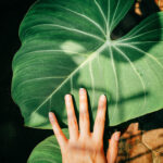 Philodendron Gloriosum Care: Fuss-Free Tips to Help Your Plant Thrive