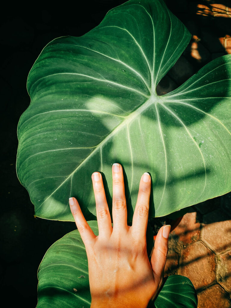 Yellow leaves on houseplants: diagnose watering, light, soil, and pests