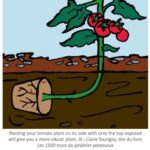 Planting tomatoes sideways: how growing in a trench leads to bigger, healthier plants