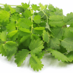 Salad Burnet: An Herb That Tastes Like a Cucumber