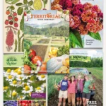 The best seed catalogs for 2025, according to a garden expert