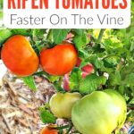 Tomatoes Not Turning Red? 4 Reasons Why and What to Do