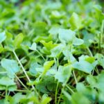 True French Sorrel (and your garden on toast)
