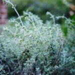 Wild Zaatar Oregano: An Update on its Benefits and Uses