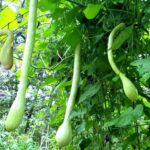 Zucchino Rampicante benefits and growing tips
